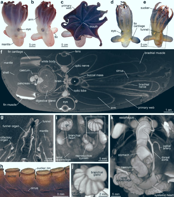 تصویر MRI از اندام‌های داخلی هشت پا گونه Grimpoteuthis imperator