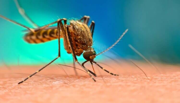 پشه مالاریا را انتقال می‌دهد