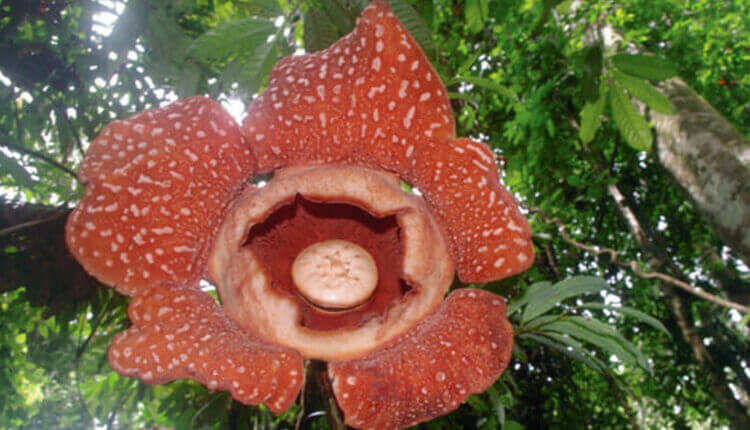 رافلزیا گونه رافلزیا تیوماننسیس (Rafflesia tiomanensis)
