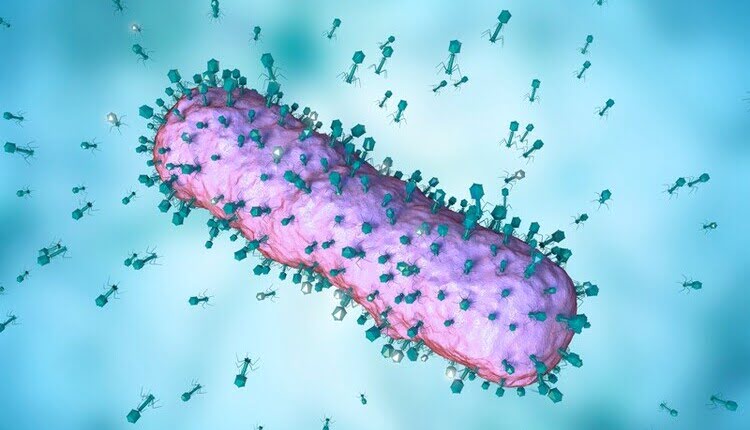 باکتریوفاژها در حال حمله به باکتری
