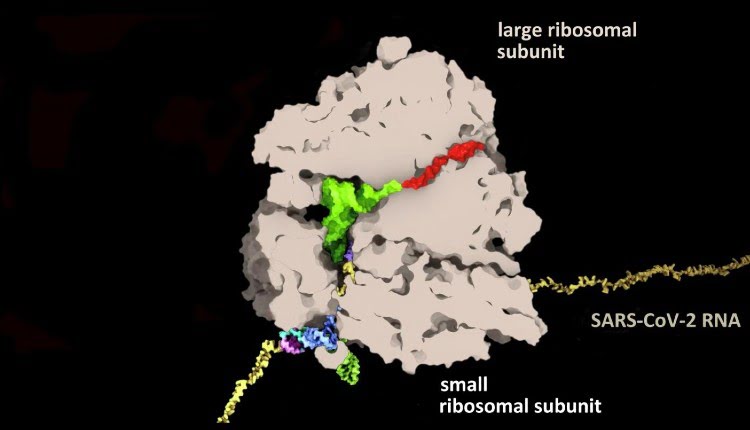 ریبوزوم و RNA کروناویروس