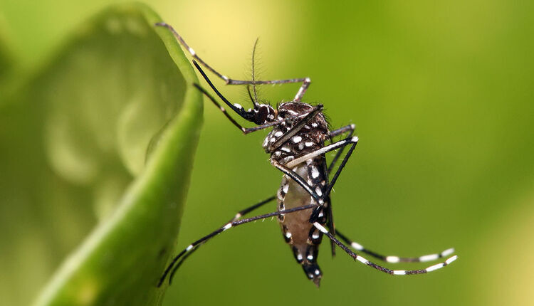 کنترل ژنتیکی پشه Aedes aegypti با روشی مبتنی بر کریسپر