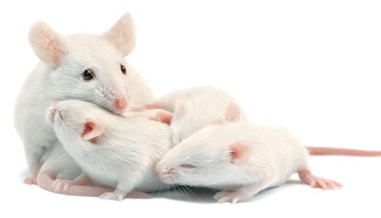 موش مادر و فرزندانش