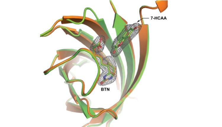 ساخت پروتئین با اسیدهای آمینه غیرطبیعی