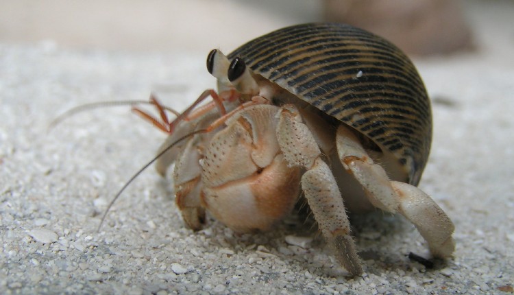 خرچنگ گوشه‌گیر