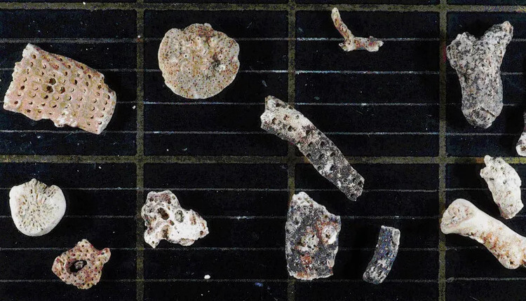 قطعاتی از خزه‌زیان که در زیر یخ‌های قطب جنوب کشف شده است