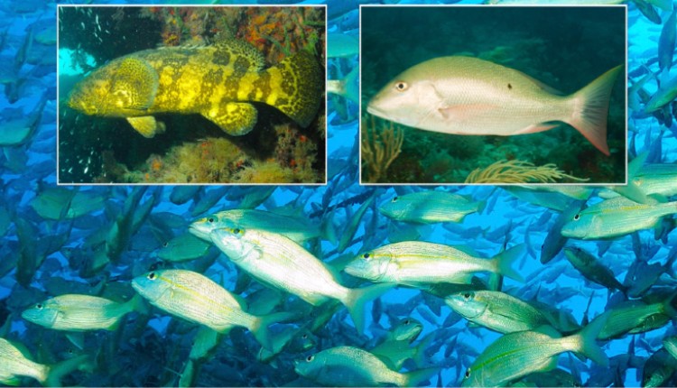 ماهی‌های صخره‌های مرجانی