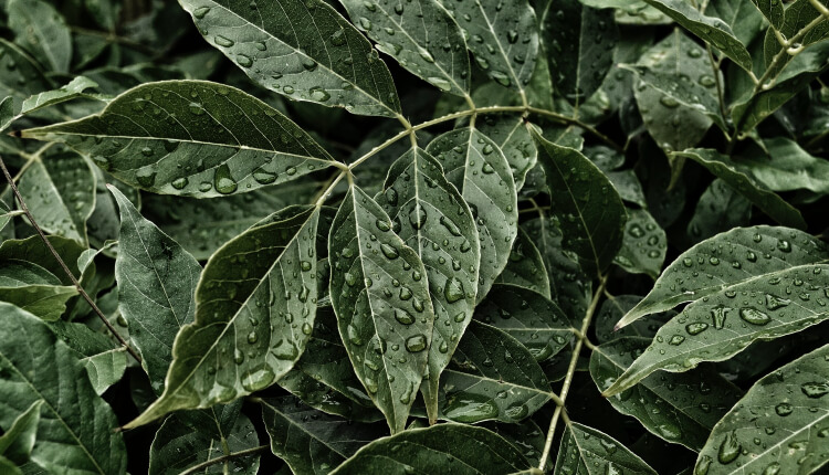 چگونه گیاهان سیستم ایمنی خود را در برابر عوامل بیماری‌زای موجود در باران فعال می‌کنند