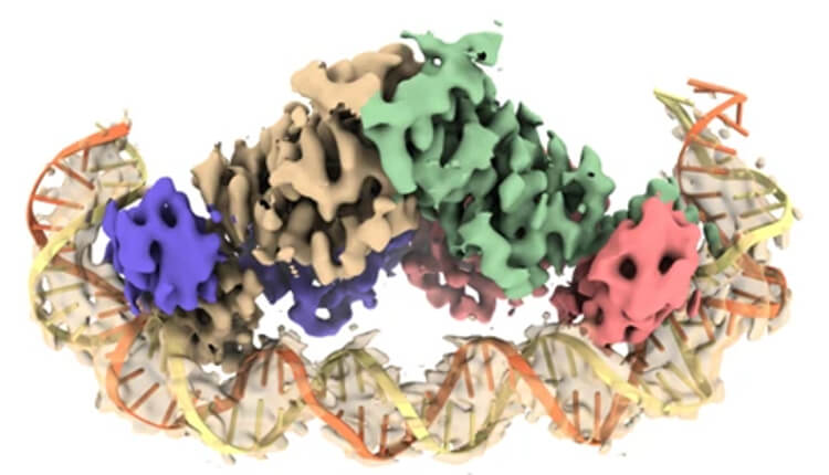 ساختار تترامر NrdR در اتصال به DNA