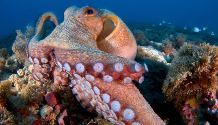 اختاپوسی معمولی با نام علمی Octopus vulgaris