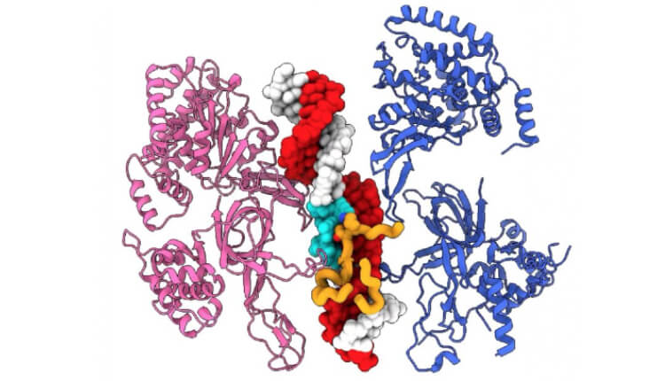 هلیکاز تکثیرکننده مخمر در زمان باز کردن مارپیچ دو رشته‌ای DNA. تصویر از انستیتو فرانسیس کریک (Francis Crick Institute)