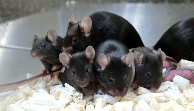 موش‌های همسانه‌سازی شده (کلون شده)