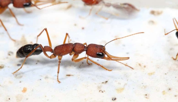 مورچه‌ای کارگر از گونه مورچه جهنده هندی (Indian jumping ant). تصویر از هوئا یان (Hua Yan) / دانشگاه نیویورک