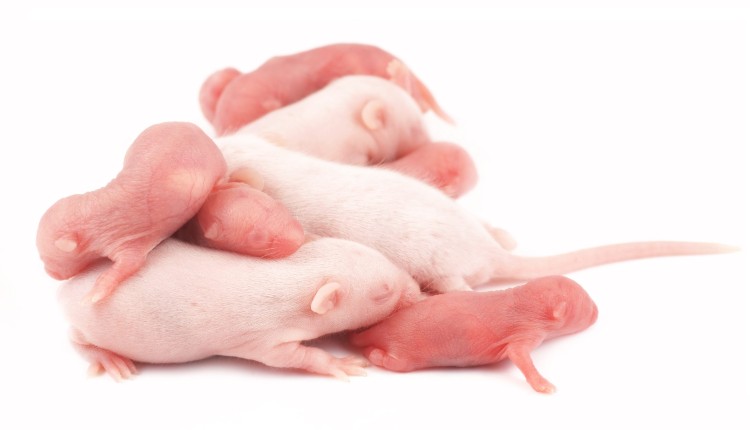 اثرات بلندمدت آنتی‌بیوتیک روی نوزادان موش