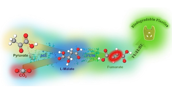 فومارات (Fumarate) با تثبیت CO2 به پیرووات (Pyruvate) با چندین بیوکاتالیست ساخته می‌شود.