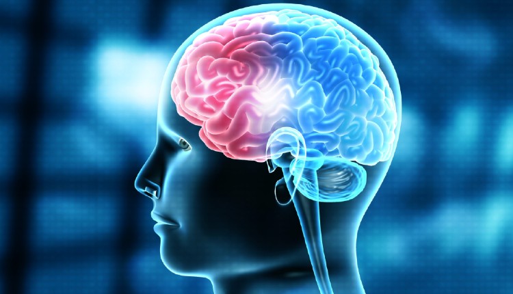 تسریع بهبودی مغز با انتقال میتوکندری‌ها بین سلول‌های مغزی