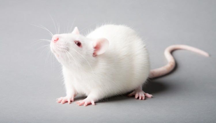 تولید اسپرم رت در بدن موش‌های عقیم