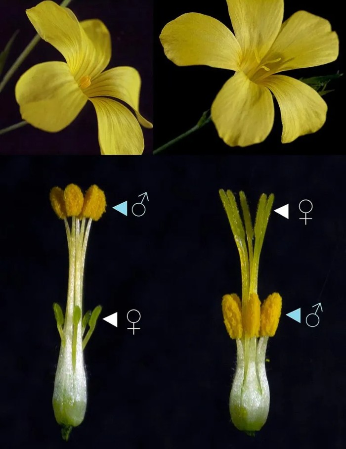 دو شکل گل Fine Flax با نام علمی Linum tenue که طول اندام‌های جنسی‌شان به‌طور متقابل متفاوت است