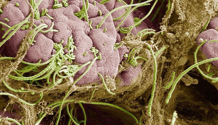 باکتری رشته‌ای چندبخشی در روده موش.
