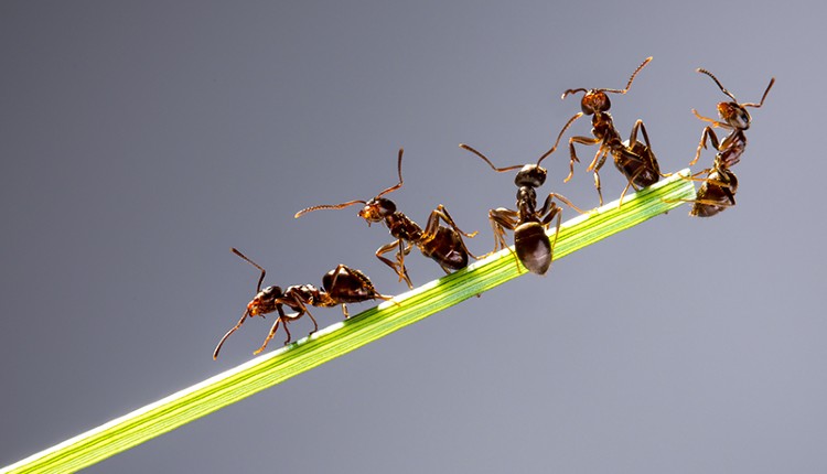 تعداد مورچه‌های روی زمین