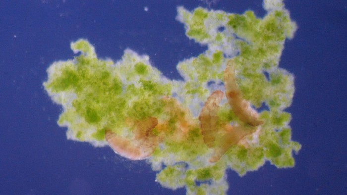 تصویر برداری زنده میکروسکوپی از تاردیگریدها 