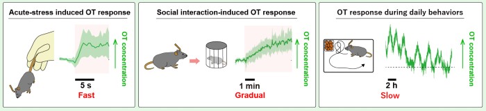 اندازه‌گیری دینامیک اکسی‌توسین (OT) مغز با MTRIAOT