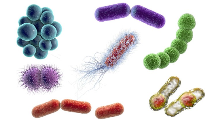 نام‌گذاری باکتری‌ها در عصر کلان داده
