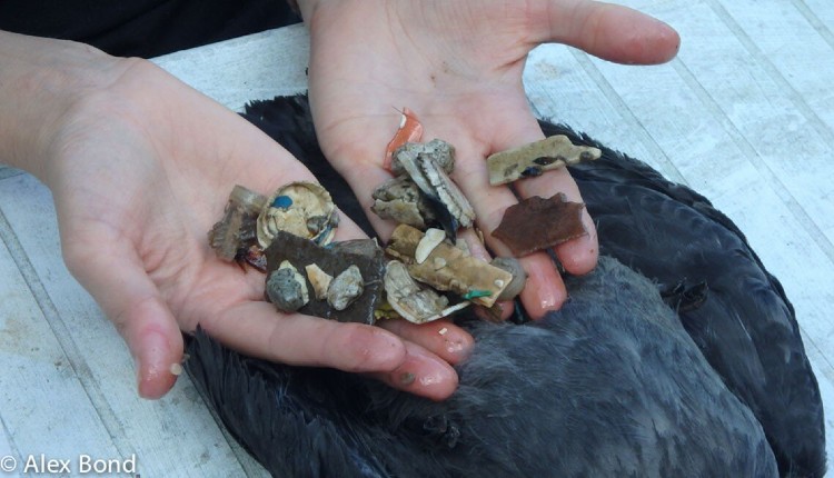 قطعات پلاستیک در بدن پرندگان