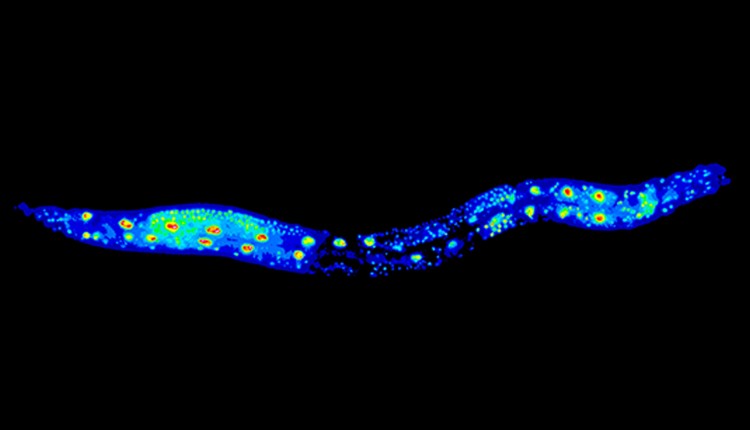 کرم لوله‌ای (Roundworm) کانورهابدیتیس الگانس (Caenorhabditis elegans) جانور مدل مهم در تحقیقات پیری