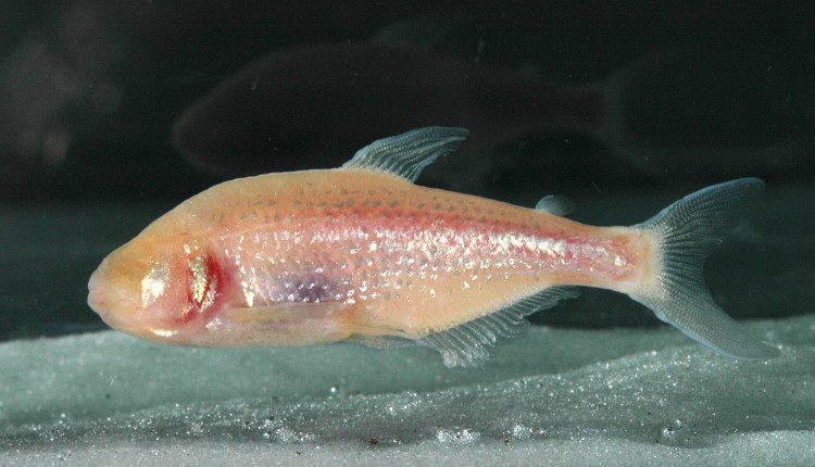 غار ماهی کور (Blind Cave Fish) نر با نام علمی Astyanax mexicanus