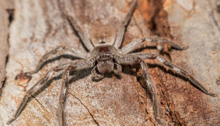 عنکبوت شکارچی استرالیایی (The Australian huntsman spider).