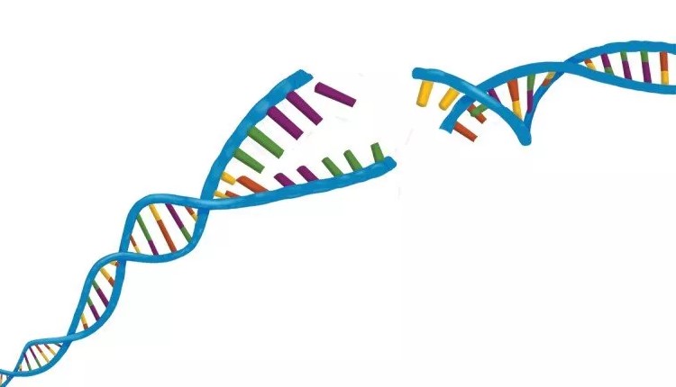 ترمیم شکست و شکاف در DNA