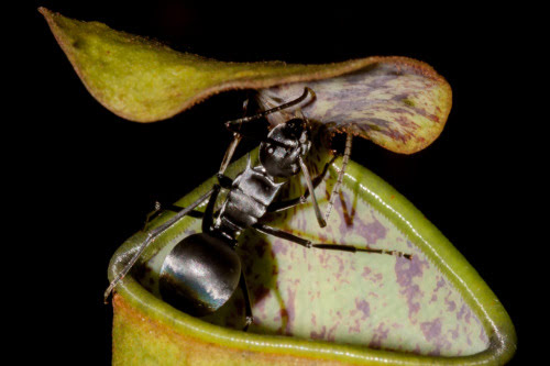مورچه بزرگی در سطح زیرین درب گیاه کوزه‌ای