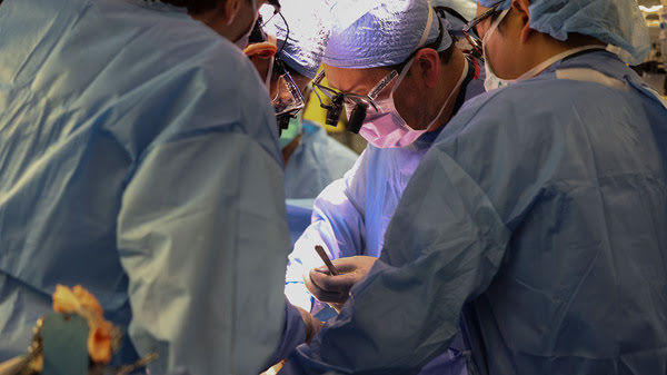 جراحان در حال انجام نخستین پیوند کلیه خوک اصلاح ژنتیکی شده به انسان زنده